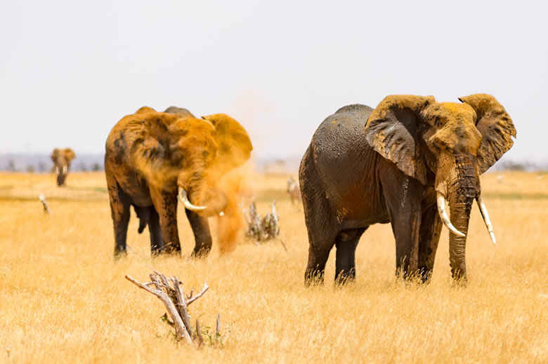 Read more about the article 2 Tag, Tsavo Ost-Tsavo West
