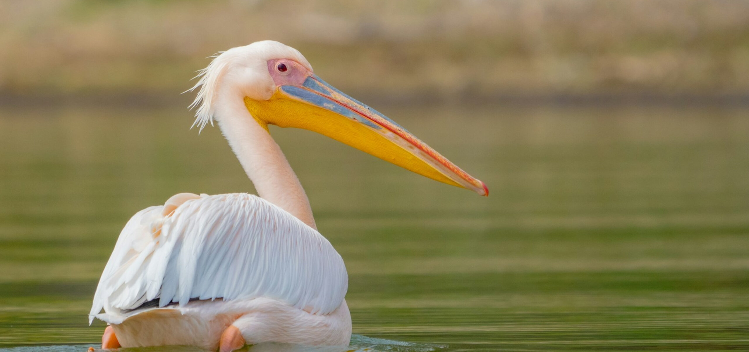 Read more about the article 8 Tage, Die Beste Kenia Safari